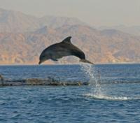 Dolphin Reef